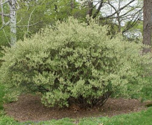 OLIWNIK WIELOKWIATOWY - sadzonki w doniczkach na Arena.pl