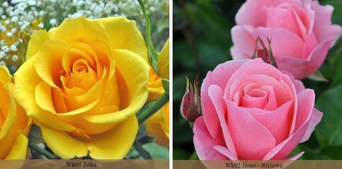 RÓŻA RÓŻE KOLOROWY PAKIET - 12 PACHNĄCYCH RÓŻ na Arena.pl