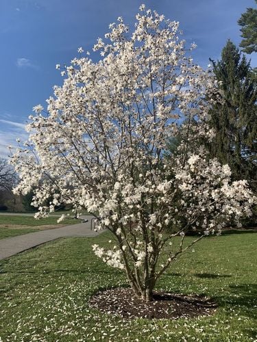 Magnolia Biała Alba Superba w Doniczce 3L do Ogrodu na Arena.pl