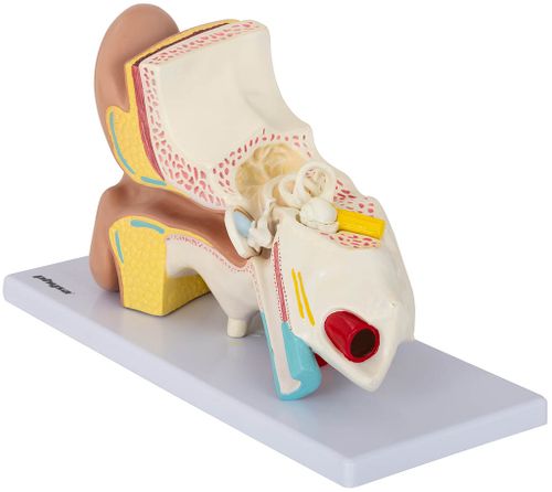 Ucho - model anatomiczny Physa PHY-EM-1 na Arena.pl