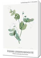 Obraz 40x60cm Desig Lolliradio Pea Flower, Redoute Vintage do Salonu