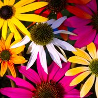 Jeżówka purpurowa 'Praire Blaze Mix' (Echinacea) Mieszanka kolorów 1.0L