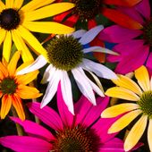 Jeżówka purpurowa 'Praire Blaze Mix' (Echinacea) Mieszanka kolorów 1.0L