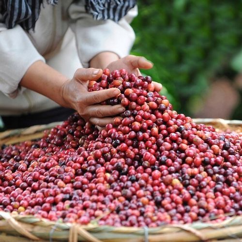 Kapsułki Nescafe Dolce Gusto Americano 16szt na Arena.pl