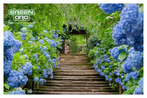 Nawóz do Hortensji Rododendronów Borówki Azalii Magnolii 5kg 100 dni na Arena.pl