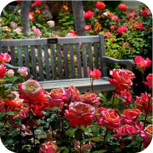 SUBSTRAL SAPROL OCHRONA TUI 100ml TUJE IGLAKI RÓŻ OZDOBNE GRZYBOBÓJCZY na Arena.pl