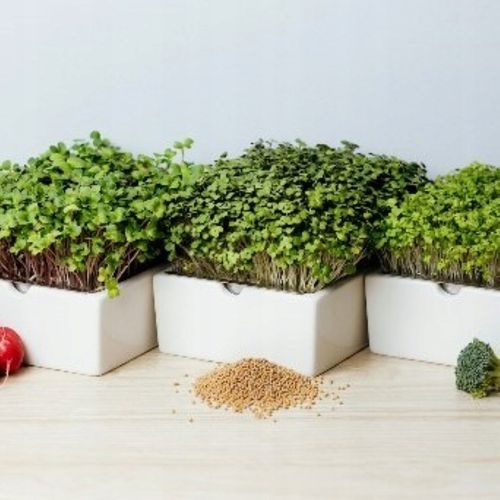 TORAF MICROGREENS MŁODE LISTKI ZESTAW 4 ROŚLIN MAT BOMBA WITAMINOWA NASIONA na Arena.pl