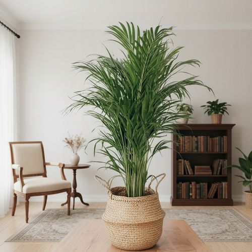 Areka palma Areca Dypsis czyści powietrze Wys. 70cm Zimoodporne na Arena.pl