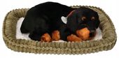 Piesek oddychający Rottweiler