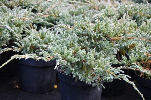 Jałowiec łuskowy Blue Carpet - Juniperus squamata na Arena.pl