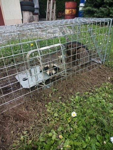 ZYWOŁAPKA PUŁAPKA NA KUNY LISY KOTY BOBRY WYDRY na Arena.pl