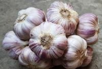 Czosnek Polski Lubasza 500g ozimy MEGA KALIBER