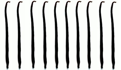 WANILIA LASKI 10 SZT 10-14cm Laska Wanilii JAKOŚĆ1 na Arena.pl