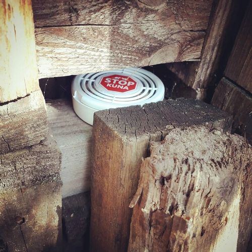 Nowość! KUNA STOP! Profesjonalny preparat NA KUNY! na Arena.pl