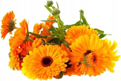 Setablu kojący żel z nagietka Calendula dla skóry suchej i wrażliwej 100ml na Arena.pl