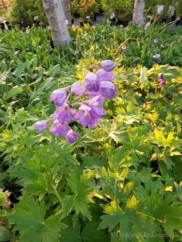 Ostróżka trwała mix na wysoką rabatę nasiona 0,2 g. na Arena.pl