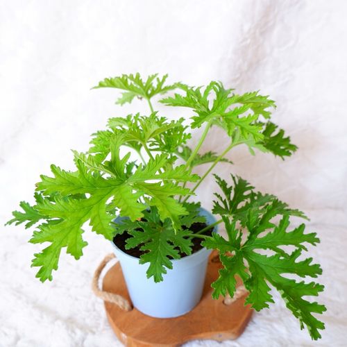 GERANIUM ANGINKA Pelargonium graveolens don.13cm na Arena.pl