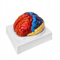 MODEL ANATOMICZNY MÓZGU CZŁOWIEKA 1:1 DYDAKTYCZNY ANATOMICZNY PVC
