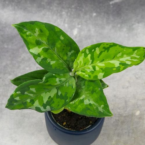 Aglaonema pictum TRICOLOR kolekcjonerska OCIEPLACZ GRATIS D6cm na Arena.pl