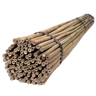Tyczki bambusowe 150 cm 16/18 mm - 50 szt.
