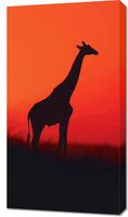 Obraz 50x90cm Żyrafa w Czerni