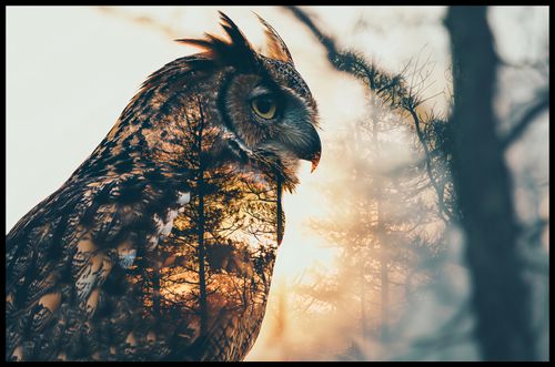 Plakat 91,5x60cm Sowi Duch na Arena.pl