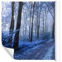 Fototapeta Zaczarowany Las NATURA Drzewa do Salonu 360x240