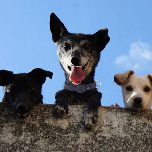 Obroża dla psa Mi Tag Lokalizator AirTag iOS Apple iPhone iPod roz.L Czarna na Arena.pl