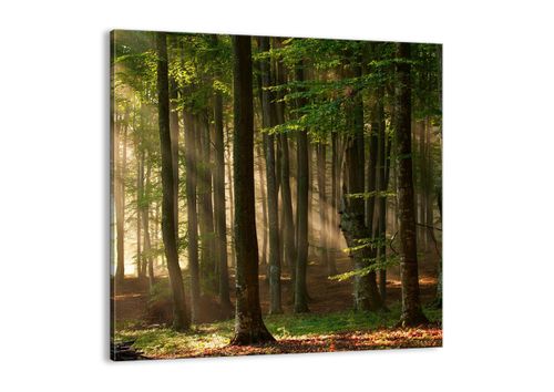 Obraz Na Płótnie - Las Drzewa Chrust  - 40X40 Cm - Ac40X40-3628 na Arena.pl