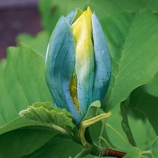 Magnolia BLUE OPAL NIEBIESKIE kwiaty ILOŚC OGRANICZONA NOWOŚĆ