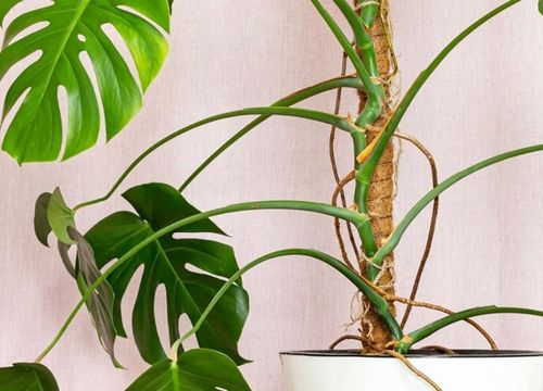 Podpora Palik Kokosowy 100cm (1M) Tyczka do Monstery Kwiatów Roślin na Arena.pl