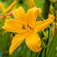 Liliowiec 'Aten' Ciemnożółty Pomarańczowy (Hemerocallis) Doniczka 2.0L