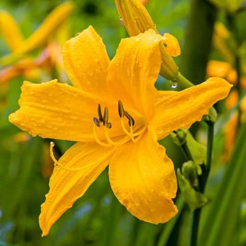 Liliowiec 'Aten' Ciemnożółty Pomarańczowy (Hemerocallis) Doniczka 2.0L na Arena.pl