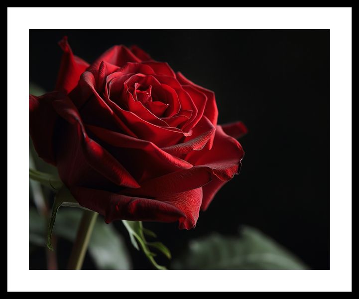Plakat 50x40cm Róża w Półcieniu zdjęcie 3