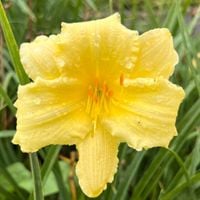 Liliowiec 'Fragrant Reflection' (Hemerocallis) P13