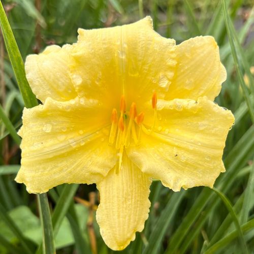 Liliowiec 'Fragrant Reflection' (Hemerocallis) P13 na Arena.pl