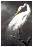 Plakat biały ptak alba 70x100 cm