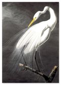 Plakat biały ptak alba 40x50 cm