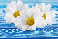 FOTOTAPETA KWIATY BIAŁE PIĘKNE SALON 200x130