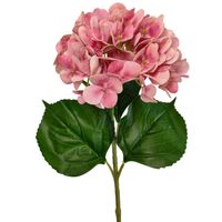 Hortensja pojedyncza gumowana różowa