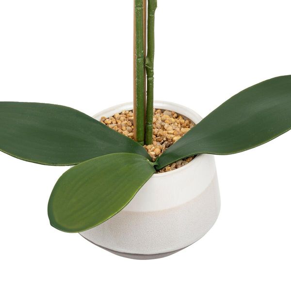 Orchidea Clera z ceramiczną doniczką zdjęcie 3