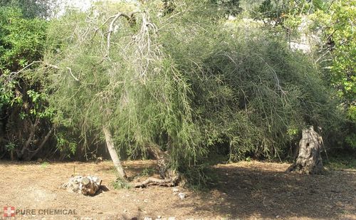 OLEJEK HERBACIANY Z DRZEWA HERBACIANEGO 100ml na Arena.pl