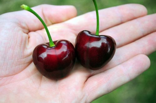 Czereśnia UKRAIŃSKA / GIGANTYCZNE OWOCE słodka i smaczna PIERWSZY na Arena.pl