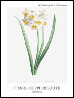 Plakat 60x80cm Design Narcissus, Redoute Vintage do Salonu