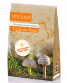 CZUBAJKA KANIA grzyby w ogrodzie Mycelium