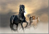 100 70CM OBRAZ PŁÓTNO OGIER PŁÓTNO RAMA