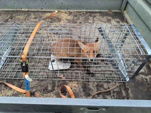 ZYWOŁAPKA PUŁAPKA NA KUNY LISY KOTY BOBRY WYDRY na Arena.pl