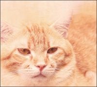 Tło do fotografii produktowej kulinarnej Flat Lay