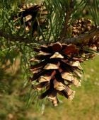 SOSNA POSPOLITA Pinus sylvestris - NASIONA 1200 sztuk - 10g.