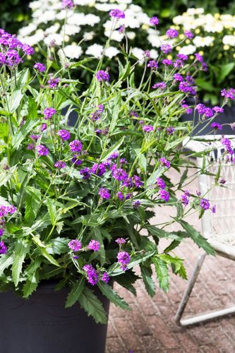 Werbena żyłkowana 'Dazzling Night' Motyli Krzew (Verbena rigida)  2.0L na Arena.pl